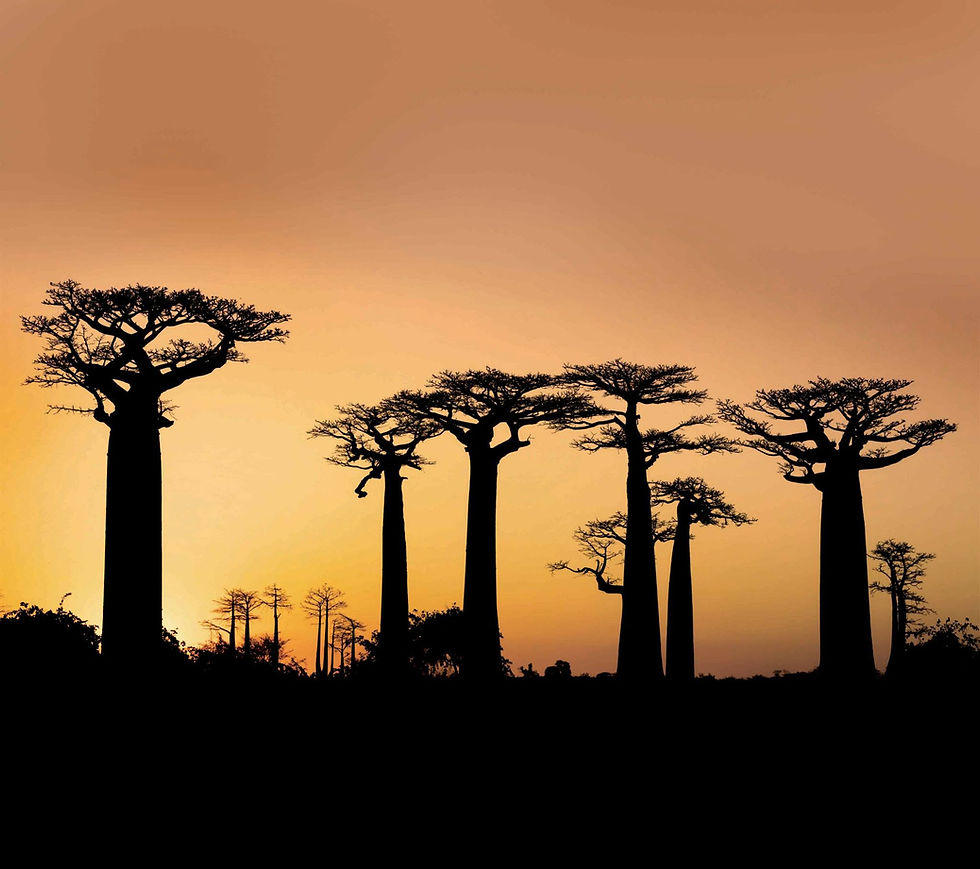 Baobabs en un paisaje africano al atardecer, imagen que acompaña el artículo sobre la inteligencia de los ecosistemas africanos.