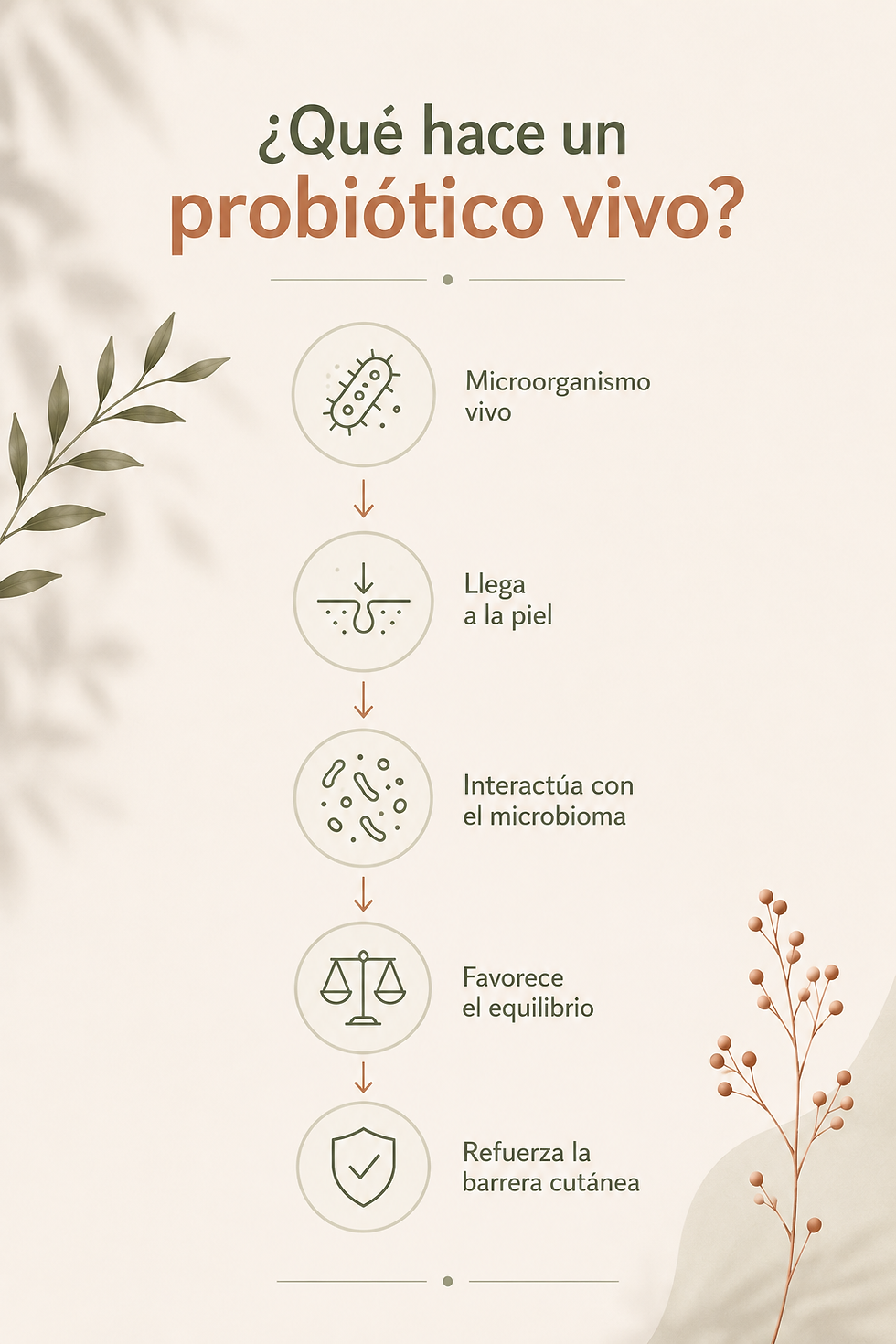 Infografía que explica cómo un probiótico vivo llega a la piel, interactúa con el microbioma, favorece el equilibrio y ayuda a reforzar la barrera cutánea.