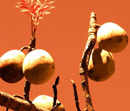 Composición artística de frutos secos y semillas de la sabana africana. Ingredientes botánicos crudos utilizados para extraer aceites esenciales y nutrientes para la piel.