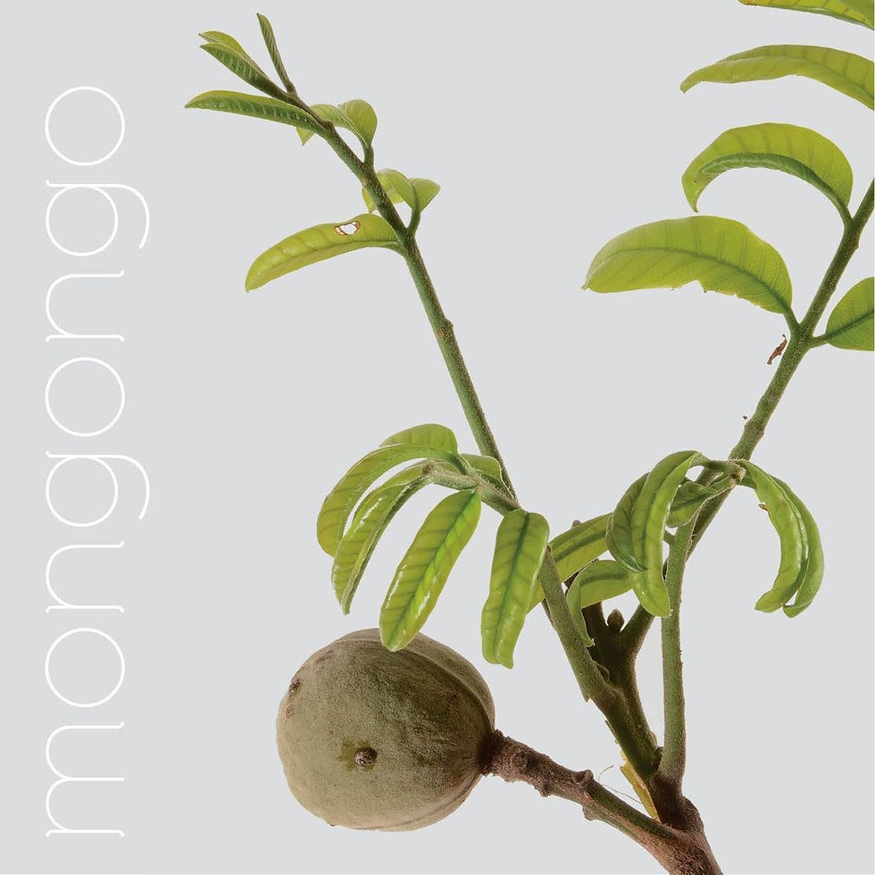 Rama con fruto del árbol de mongongo (Schinziophyton rautanenii), especie originaria del desierto del Kalahari de cuyas semillas se obtiene el aceite de mongongo.