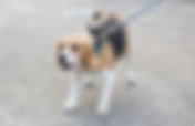 NOVA Dog Reactivity Boot Camp