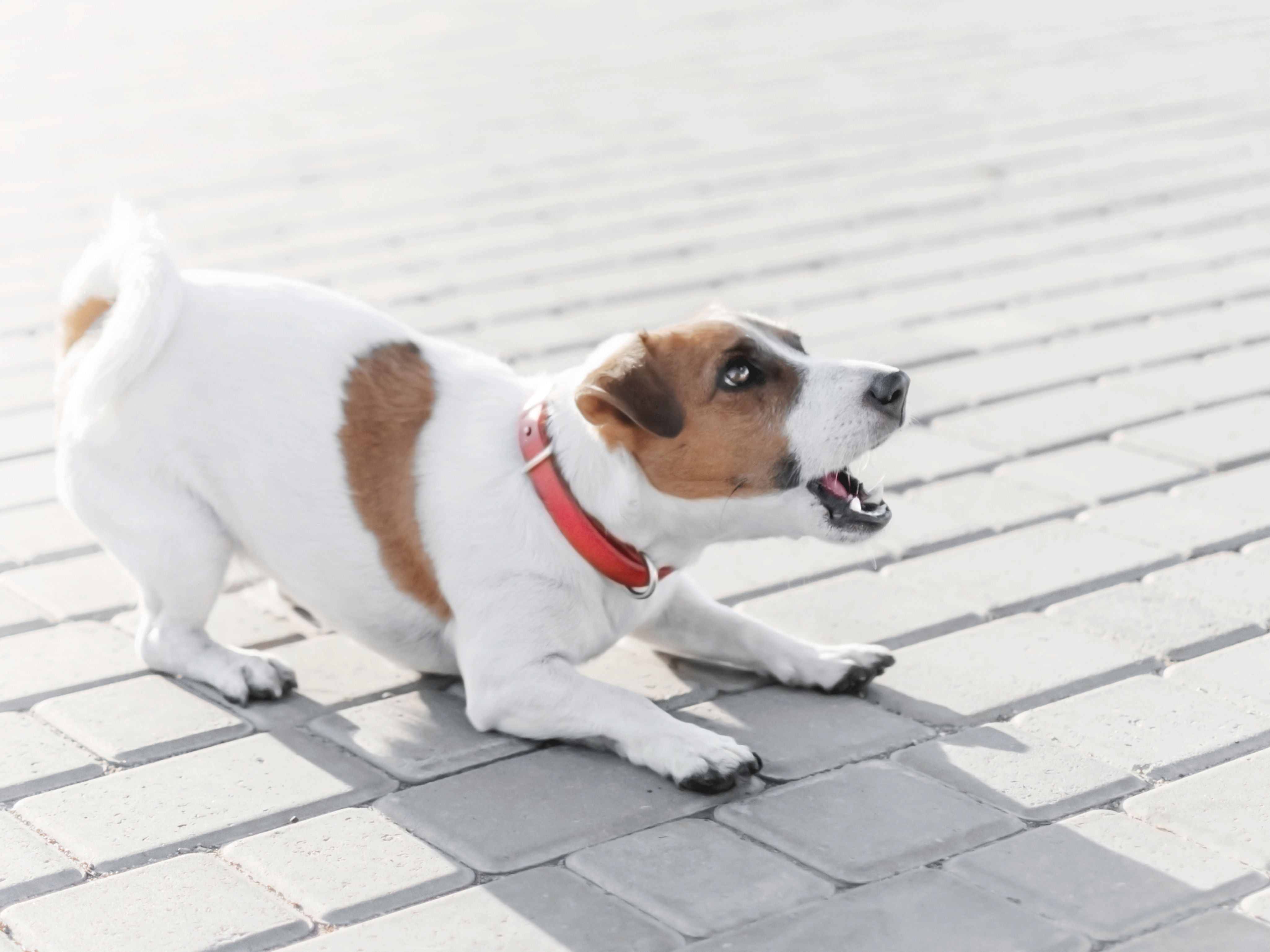 Fearful dog