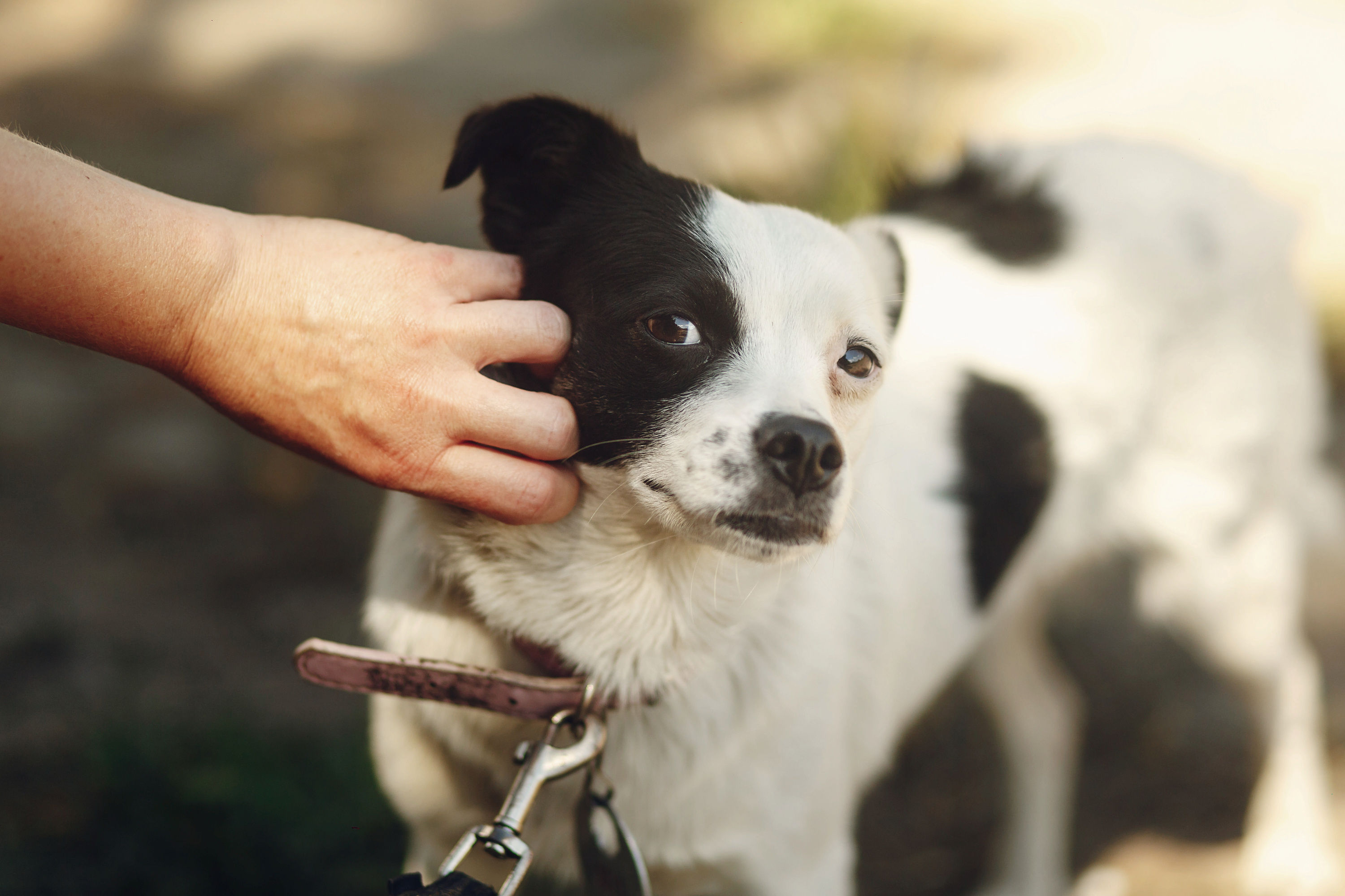 Fearful Dog