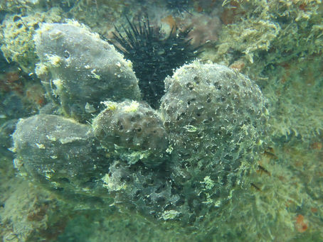 Nova espécie de esponja-do-mar (Porifera) ‘rouba’ células de defesa dos cnidários!