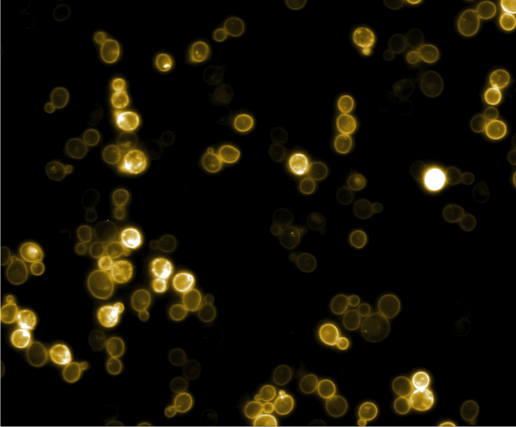 gold yeast bkg