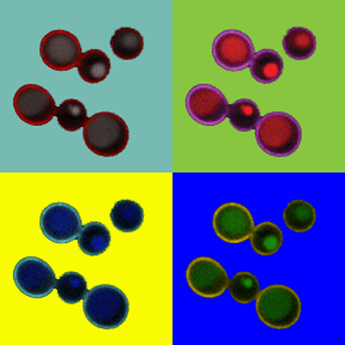 Warhol yeast cells