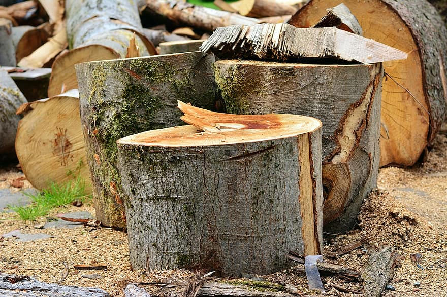 log-wood-wood-beat-cut-tree-tree-trunks-like-wood-structure-woodworks-tree-bark.jpg