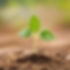 a seedling.jpg