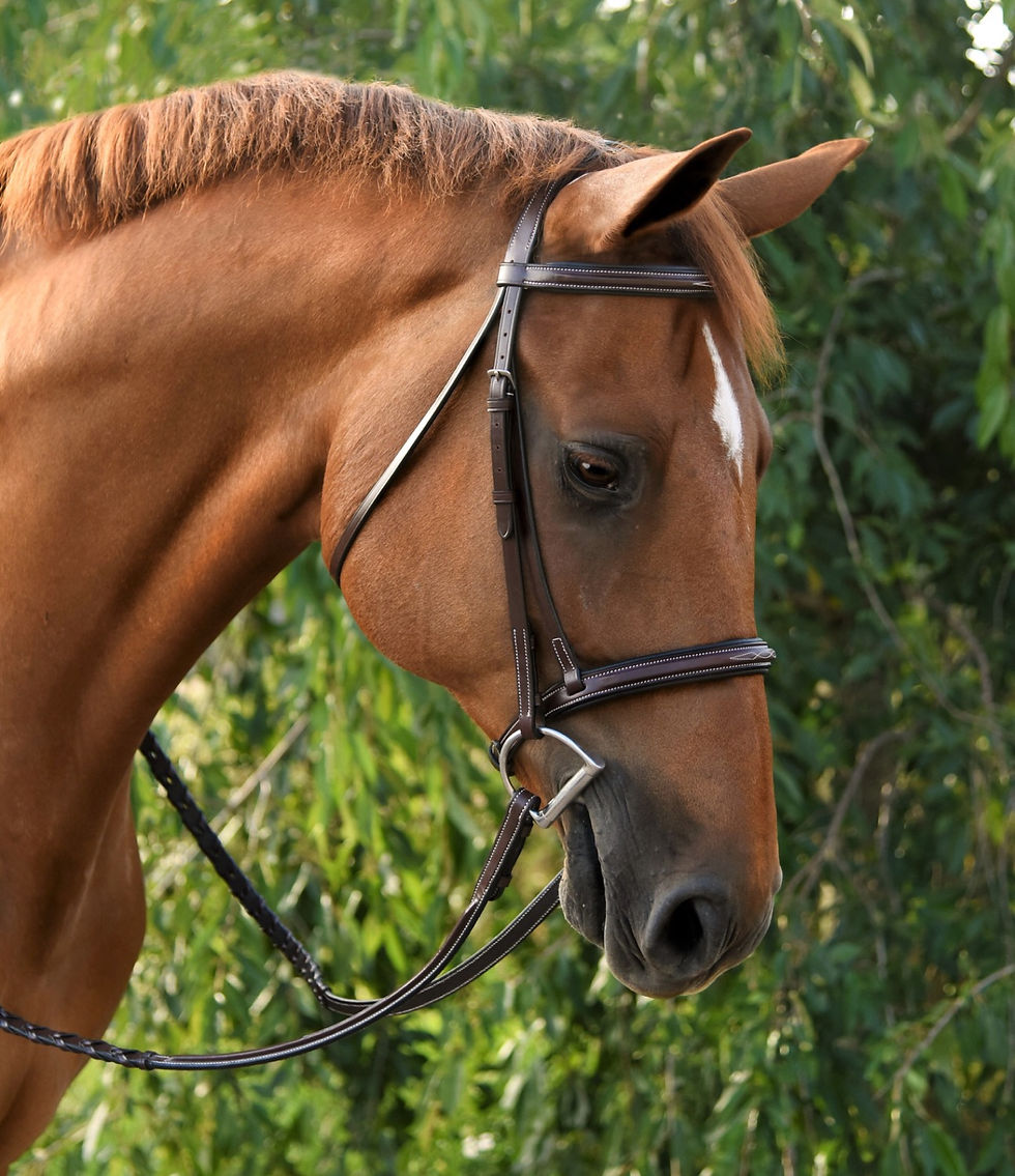 RED BARN ICON BRIDLE 51090