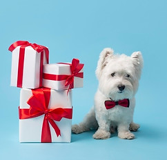 Promociones y dinamicas Canela & Tomaso Pet Shop