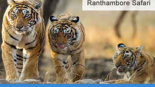 3 Days Ranthambore Tour Package from Jaipur | Ranthambore National Park Wildlife Tour Packages