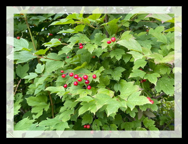 red-graps-vine-in-pavanith-nalaka-daundaratne.JPG