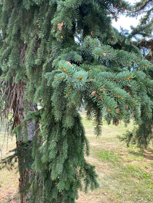 pine-tree-with-pine-cones-in-garden-pavanith-nalaka-daundaratne.JPG