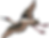 ree
