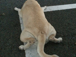 チームくまモンcafe2016.11.08 昨日の活動