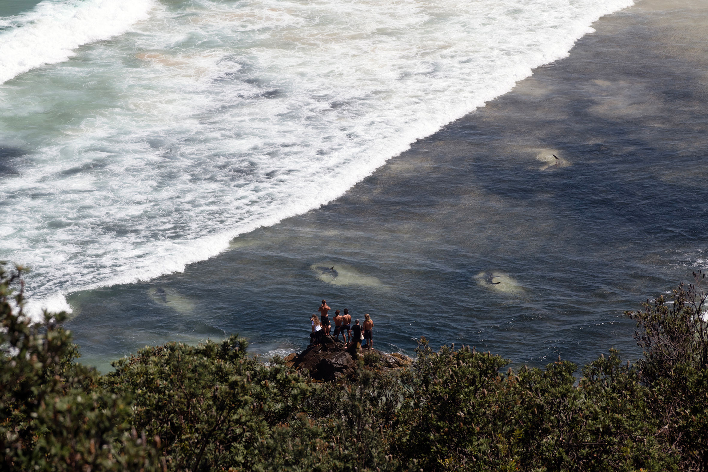 Sardines in a Shiver