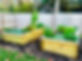 Raised beds with flowers and plants growing in them