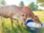 Cows drinking water