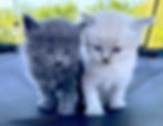 Cute kittens
