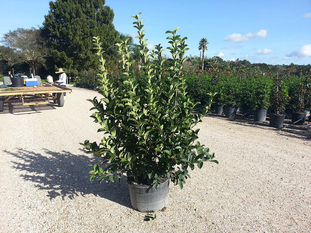 15 Gallon Sweet Viburnum