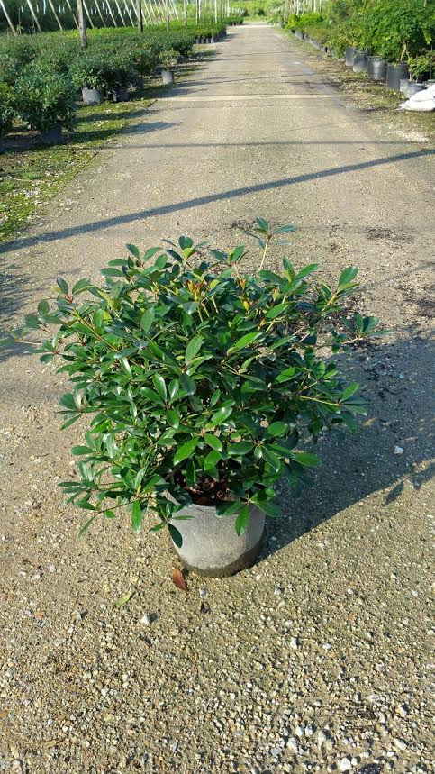 Cleyera  ruby deluxe