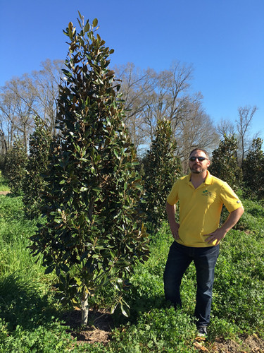 B&B Little Gem Magnolia 8-9 Ft | jrstropicals