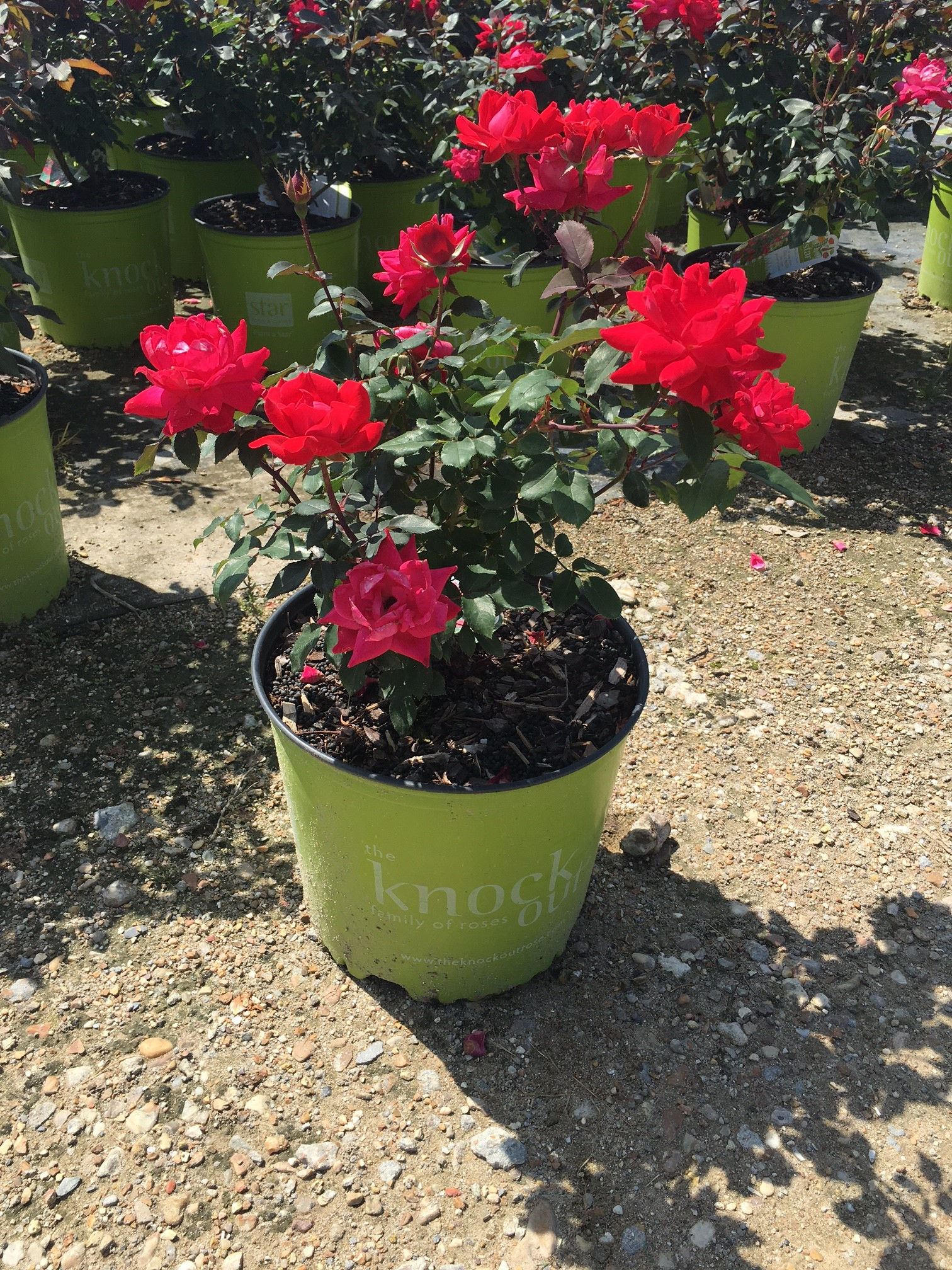 Knock Out Roses