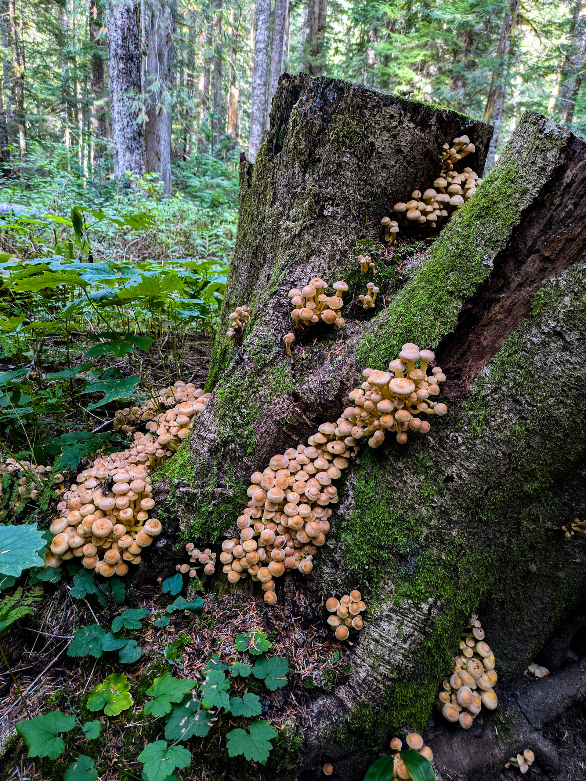 Mushrooms