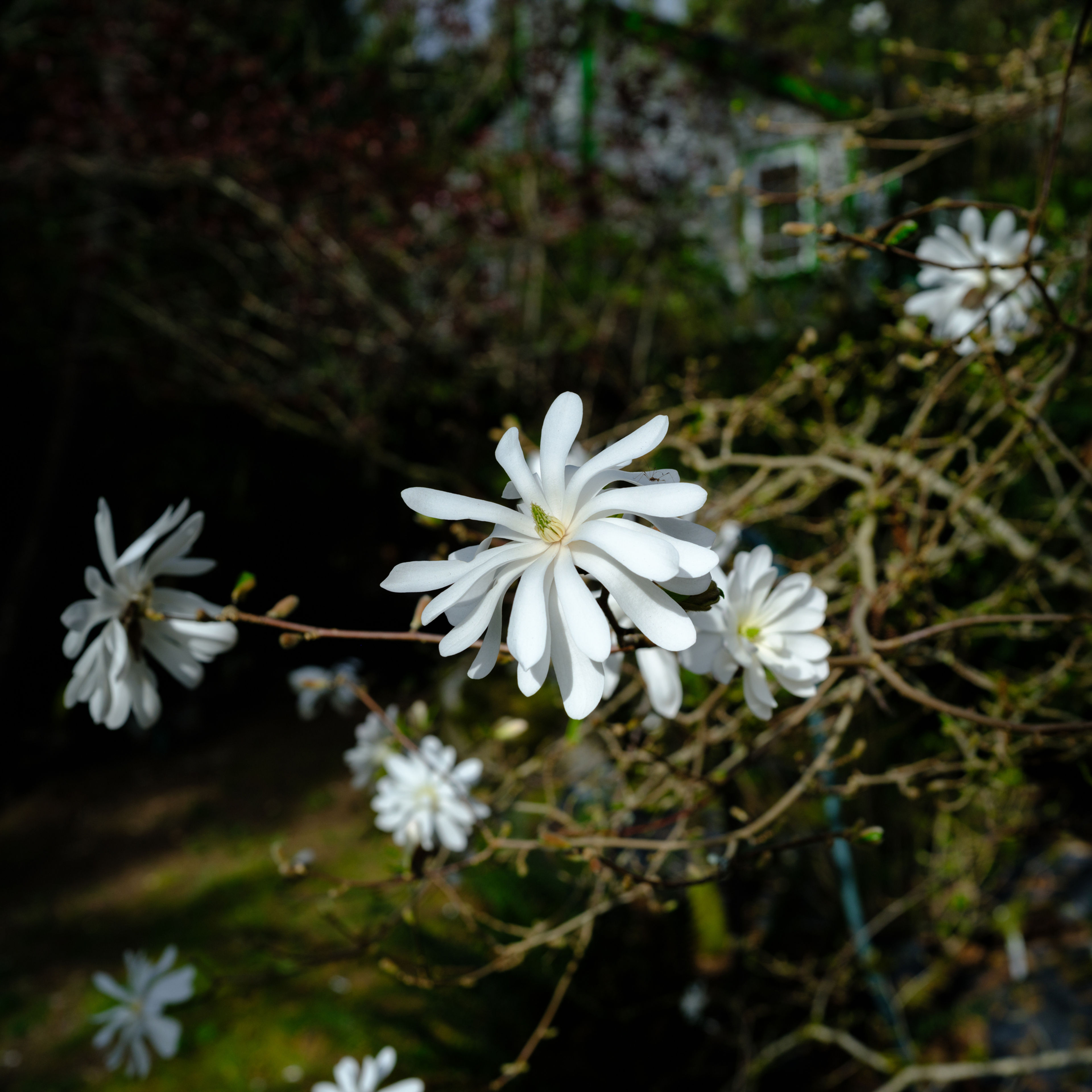 Magnolia