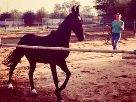 My experience with Equine Coaching