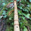 Thumbnail: Handcrafted Native American style flute made of Hazel with Fox totem on mossy log in forest setting.