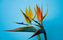 A stack of 50 photographs with increasing focal lengths processed into a single image to keep the entire photograph in sharp focus.