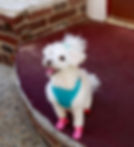 fullsizeoutput_1336.jpeg