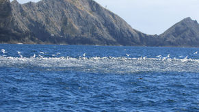 Bird Watching - Finding Fish