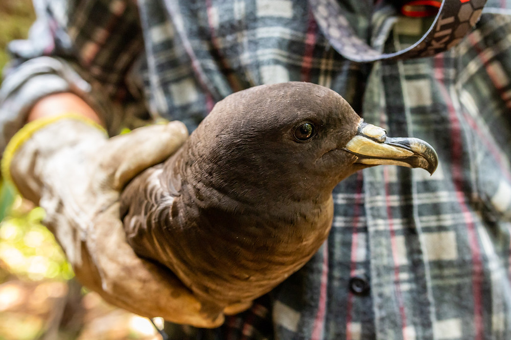 Black Petrel