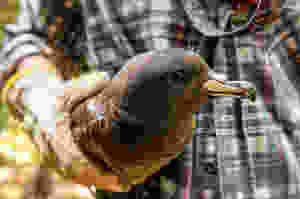 Black Petrel