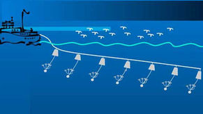 Saving Seabirds by Happy Accident