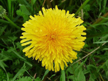 Welcome to Dandelions