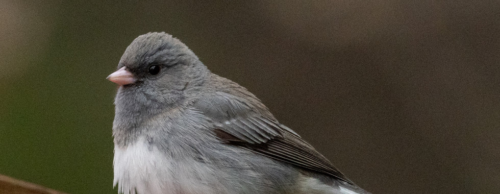Junko ardoisé, joli petit oiseau gris.