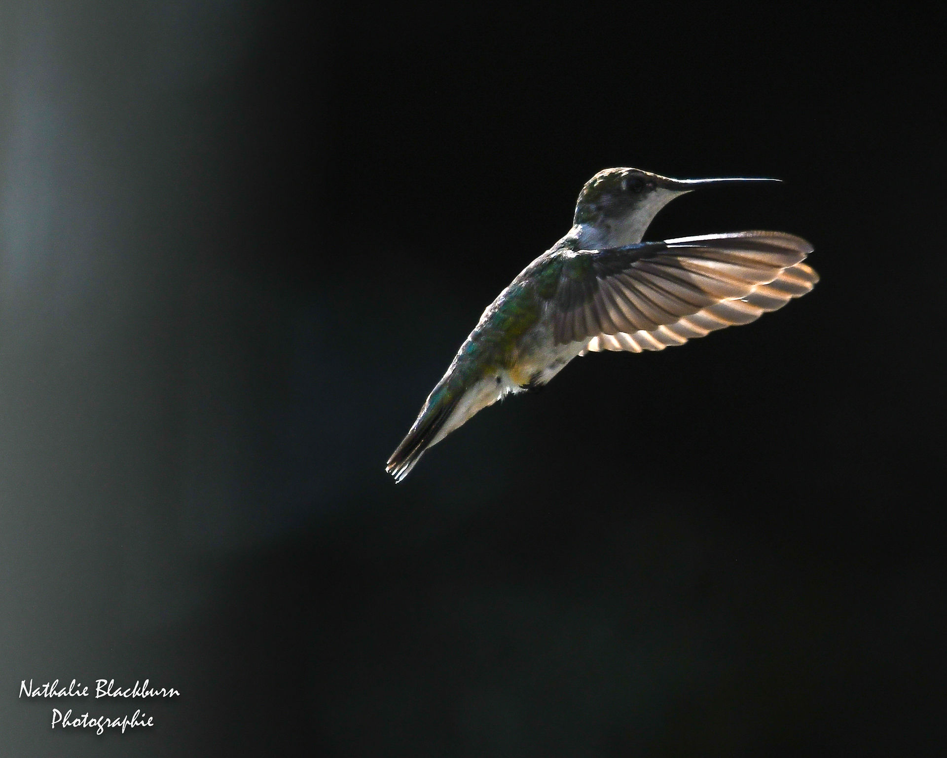 Colibri, très petit oiseau.