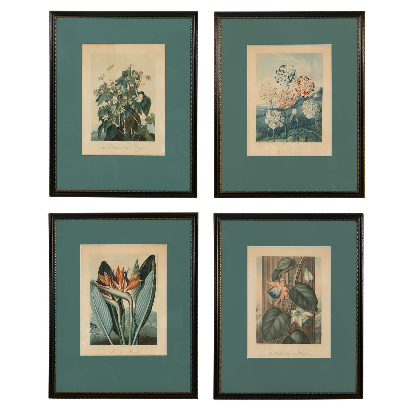Set of 4 Hand Colored Flower Prints