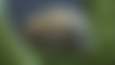 Resilient Marvels of the Natural World: Tardigrades