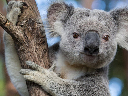 Koala: Avustralya’nın Özgün Canlısı