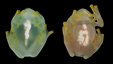 Glass Frogs: Translucent Masters in Camouflage