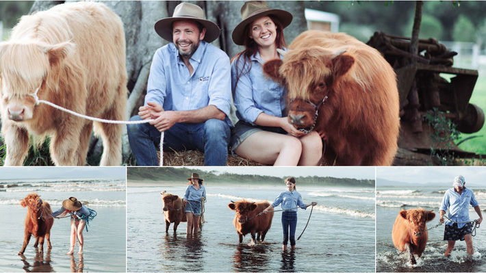 The story of Koolah Creek Highland Cows & LySar Photography