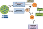 Freund's Incomplete Adjuvant.png