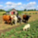 Farm seeds with animals feed real life.jpg