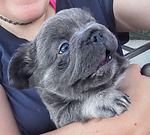 Chubbs puppy 5.HEIC