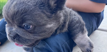 Fluffy Frenchie Puppies for Sale