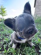 Star Puppy 3.HEIC